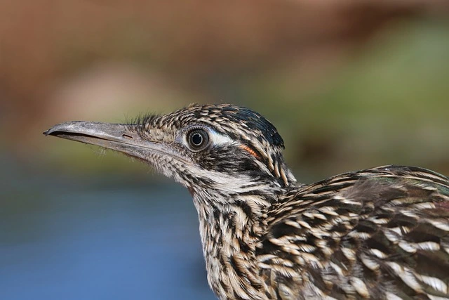 Roadrunner blew my mind Cover